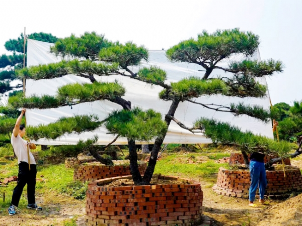 培育造型黑松的技巧有很多，你都知道有哪些？