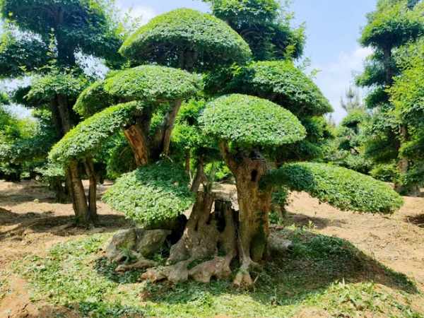 對(duì)節(jié)白蠟